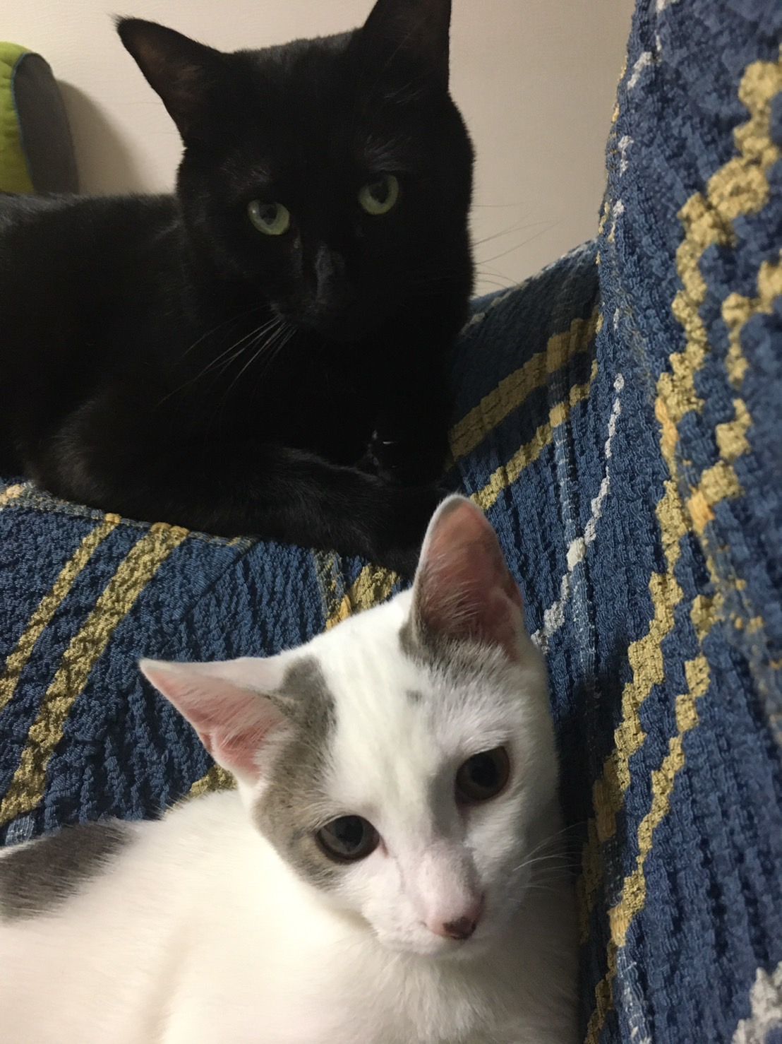 保護猫がまた来ました Stc ブログ システムツール株式会社 Systemtool Co Ltd